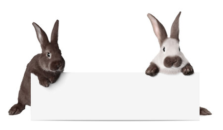 Cute funny bunnies peeking out of blank banner, space for text. easter symbolの写真素材