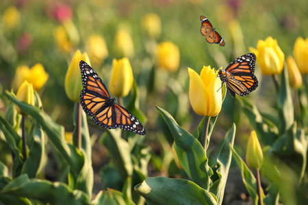 Beautiful butterflies and blossoming tulips outdoors on sunny spring dayの写真素材