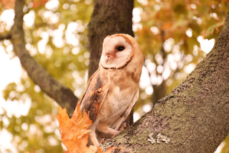 Beautiful common barn owl on tree outdoors