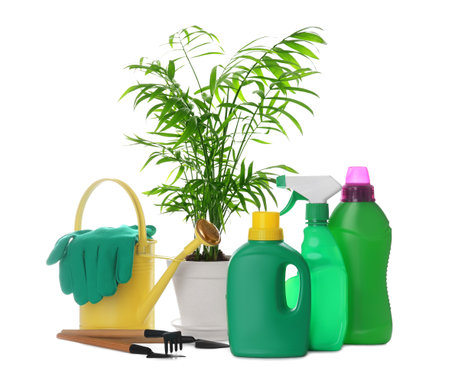 Beautiful house plant, bottles of fertilizers and gardening tools on white backgroundの写真素材