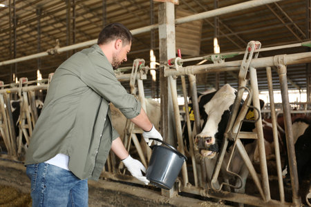 Worker with bucket feeding cow on farm. animal husbandryの写真素材