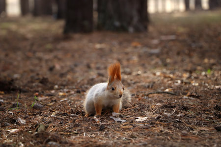 Cute red squirrel on ground in forestの写真素材