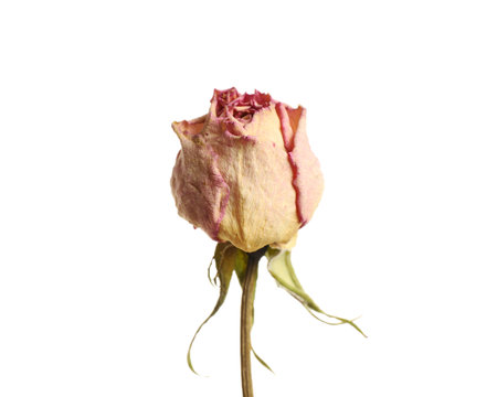Beautiful dry rose flower isolated on whiteの写真素材