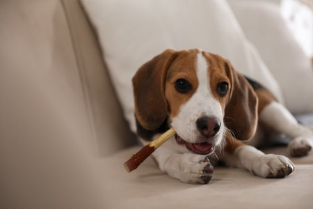 Cute Beagle puppy with stick on sofa. Adorable petの写真素材