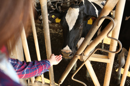 Woman and pretty cow on farm, closeup. Animal husbandryの写真素材
