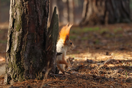 Cute red squirrel near tree in forestの写真素材