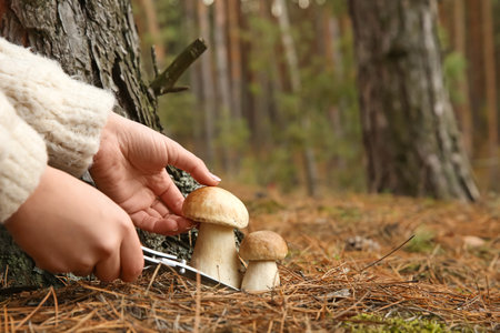 Woman cutting porcini mushroom with knife in forest, closeupの写真素材