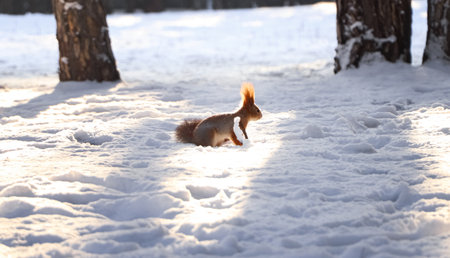 Cute squirrel on snow outdoors. Winter seasonの写真素材