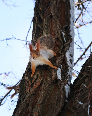 Cute squirrel on acacia tree in winter forestの写真素材