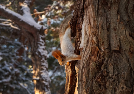 Cute squirrel on acacia tree in winter forestの写真素材