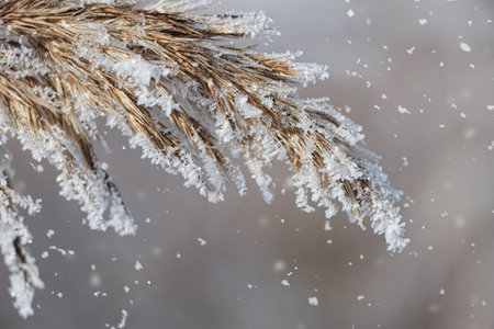 Dry plant covered with hoarfrost outdoors on winter morning, closeupの写真素材