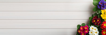 Beautiful spring primula (primrose) plants with colorful flowers on white wooden table, flat lay and space for text. banner designの写真素材