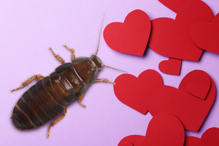 Valentine's Day Promotion Name Roach - QUIT BUGGING ME. Cockroach and paper hearts on lilac background, flat layの写真素材