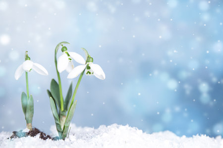 Beautiful snowdrops growing through snow, space for text. First spring flowersの写真素材