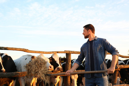 Worker feeding cows with hay on farm. animal husbandryの写真素材