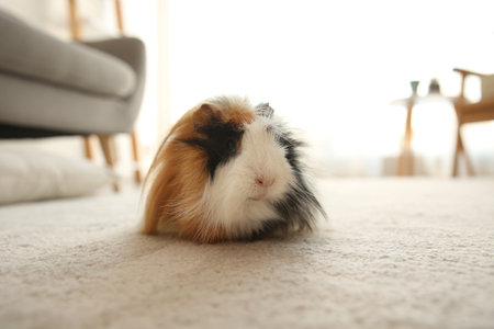 Adorable guinea pig on floor indoors. Lovely petの写真素材