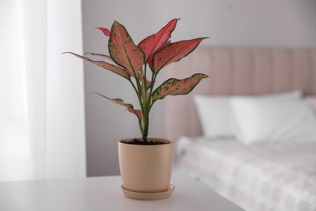 Beautiful house plant on white table in bedroomの写真素材