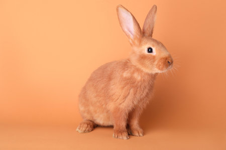 Cute bunny on orange background. easter symbolの写真素材