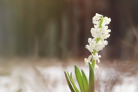 Beautiful white blooming hyacinth against blurred background, space for text. First spring flowerの写真素材