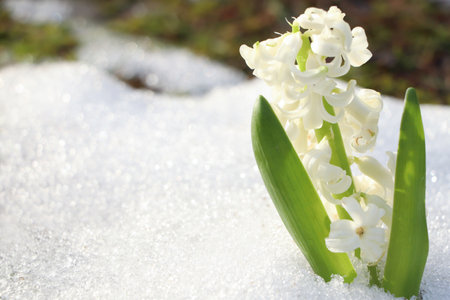 Beautiful white blooming hyacinth growing through snow outdoors, space for text. First spring flowerの写真素材