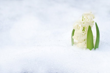 Beautiful white blooming hyacinth growing through snow outdoors, space for text. First spring flower