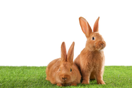 Cute bunnies on green grass against white background. easter symbolの写真素材