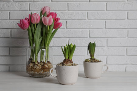 Potted hyacinth flowers and tulips with bulbs on white wooden tableの写真素材