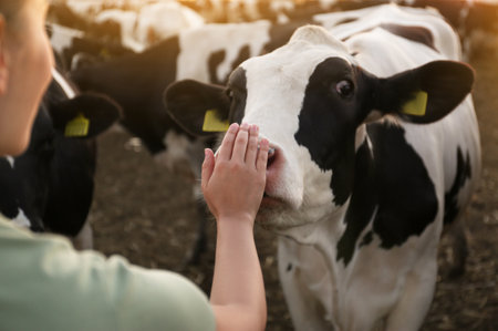 Young woman stroking cow on farm, closeup. animal husbandryの写真素材