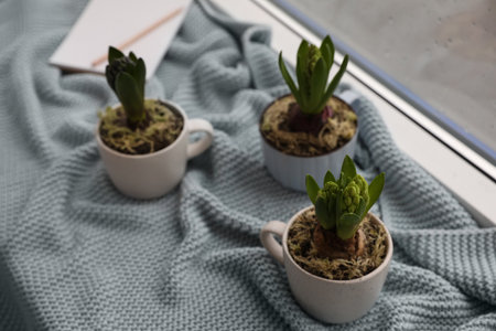 Potted hyacinth flowers on plaid near windowの写真素材