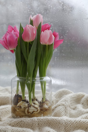 Beautiful tulip flowers with bulbs on plaid near windowの写真素材