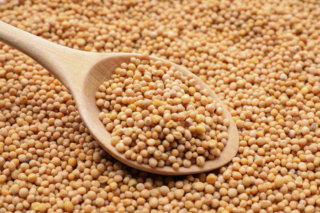 Mustard seeds with wooden spoon as background, closeupの写真素材