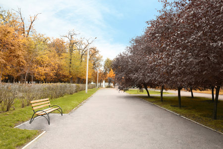 Picturesque view of the park with beautiful trees. autumn season