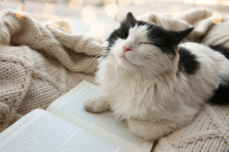 Adorable cat lying near open book on knitted blanketの写真素材