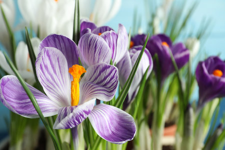 Beautiful crocus flowers on blue background, closeupの写真素材