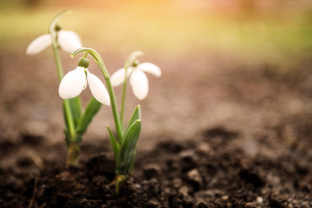 Beautiful tender snowdrops outdoors on sunny day, space for text. First spring flowersの写真素材