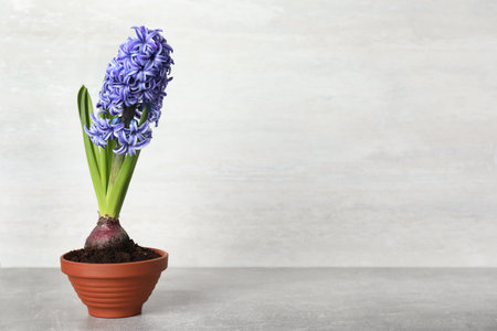 Beautiful hyacinth in flowerpot on light gray stone table. Space for textの写真素材