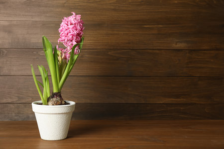 Beautiful hyacinth in flower pot on wooden table. Space for textの写真素材