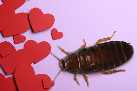 Valentine's Day Promotion Name Roach - QUIT BUGGING ME. Cockroach and red paper hearts on lilac background, flat layの写真素材