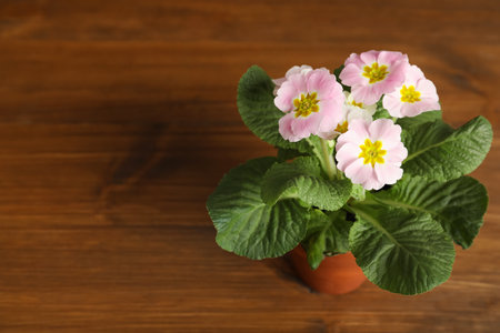 Beautiful violet in flowerpot on wooden table. Space for textの写真素材