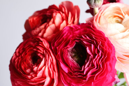Beautiful fresh ranunculus flowers on light gray background, closeup