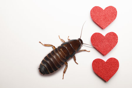 Valentine's Day Promotion Name Roach - QUIT BUGGING ME. Cockroach and red hearts on white background, flat layの写真素材