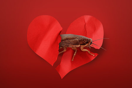 Valentine's Day Promotion Name Roach - QUIT BUGGING ME. Cockroach and torn paper heart on red backgroundの写真素材
