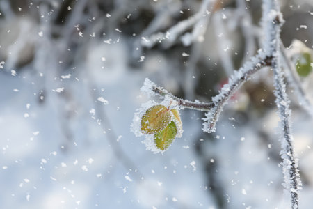 Frosty tree branch with leaves on snowy day, closeup. winter season