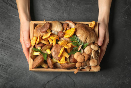 Top view of woman holding box with different wild mushrooms on gray background, closeupの写真素材
