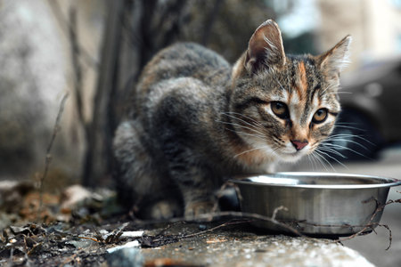 Lonely stray cat feeding outdoors. pet homelessness problemの写真素材