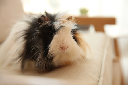 Adorable guinea pig on armchair indoors, closeup. Lovely petの写真素材