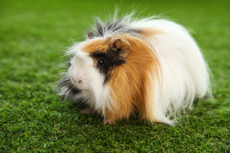 Adorable guinea pig on green grass outdoors. Lovely petの写真素材