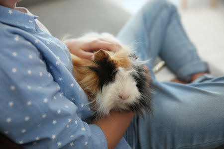 Little child with guinea pig at home, closeup. Lovely petの写真素材