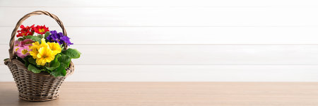 Beautiful spring primula (primrose) flowers in wicker basket on wooden table, space for text. banner designの写真素材