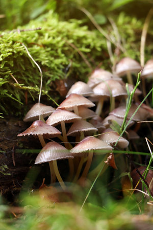 Small mushrooms growing in the forest, closeup view